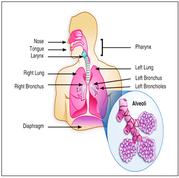 DPI: A paradigm shift from nebulizers to dry powder inhalers