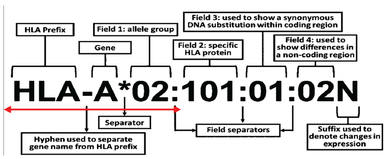 Prevalence of Human Leukocyte Antigen Alleles Polymorphism in North Indian Population