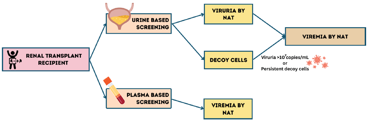 Optimizing the Immunosuppression: Role of Early BK Polyomavirus Surveillance and Evolving a Cost-Effective Strategy