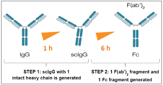 Imlifidase: Is it the Magic Wand in Renal Transplantation?