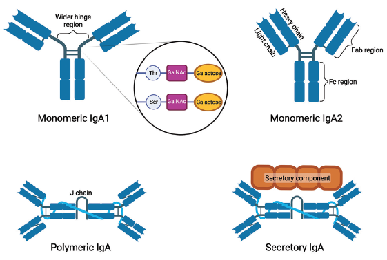 IgA Nephropathy: Emerging Mechanisms of Disease