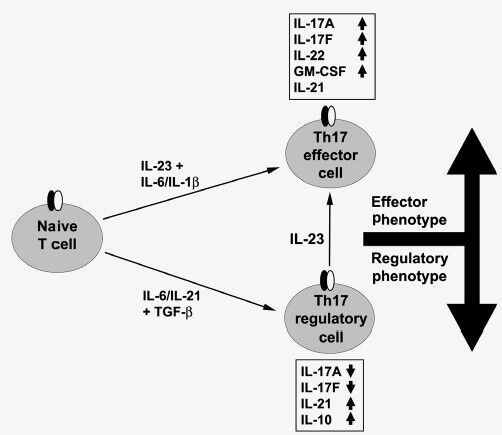 Modulation of autoimmune diseases by interleukin (IL)-17 producing regulatory T helper (Th17) cells