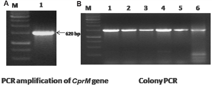 Cloning, expression & evaluation of potential immunogenic recombinant capsid premembrane protein of West Nile virus