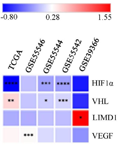 Clinical implications of activation of the LIMD1-VHL-HIF1α pathway during head-&-neck squamous cell carcinoma development