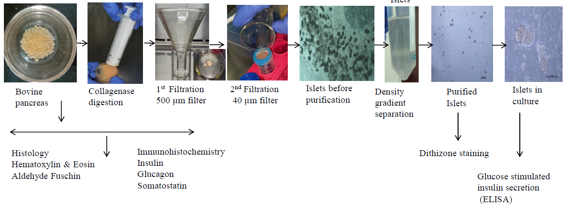 Isolated bovine pancreatic islets as an alternate in vitro model for diabetes research