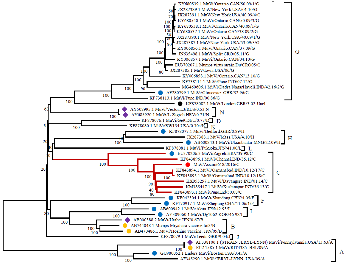 Molecular characterization of Mumps virus genotype C detected from Dibrugarh district of Assam, India