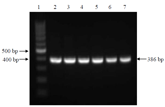 Hepatitis C virus genotypes among population with reported risk factors in Assam, north-east India: Emergence of genotype-8