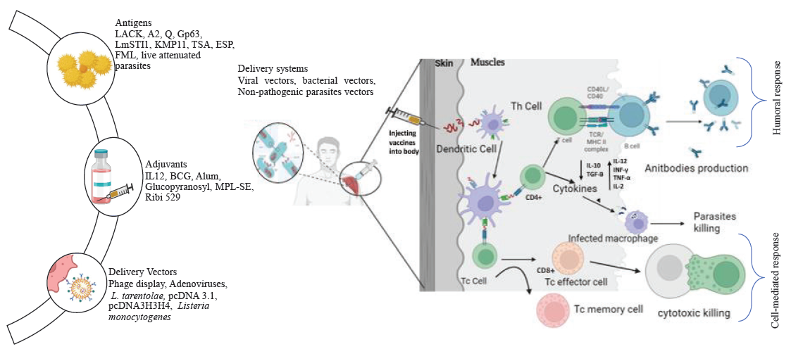 An update on recombinant vaccines against leishmaniasis