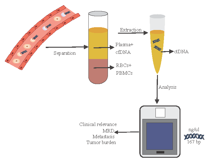 Circulating tumour DNA as a promising biomarker for breast cancer diagnosis & treatment monitoring